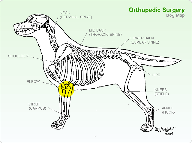 Elbow - TopDogHealth.com