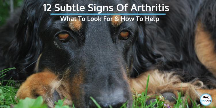 The 12 Subtle Signs of Arthritis in Dogs