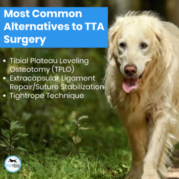 alternatives to Tibial Tuberosity Advancement (TTA) Surgery for Dogs