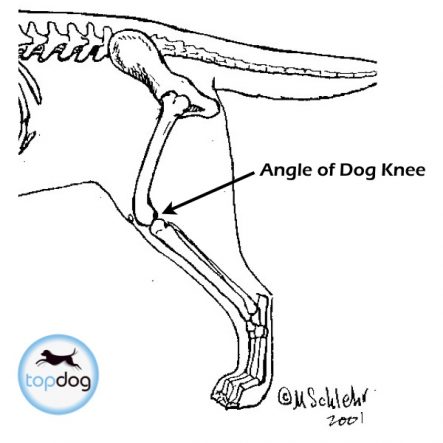 Dog Knee Angle TopDogHealth.com | TopDog Health