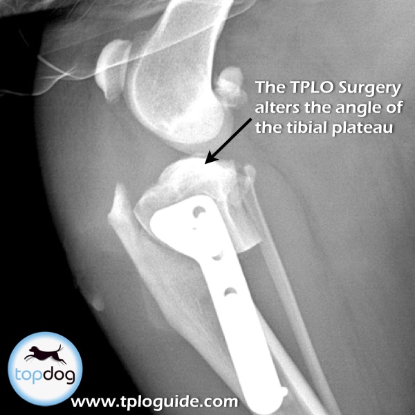 what-is-tplo-surgery-tibial-plateau-leveling-osteotomy-recovery-faq