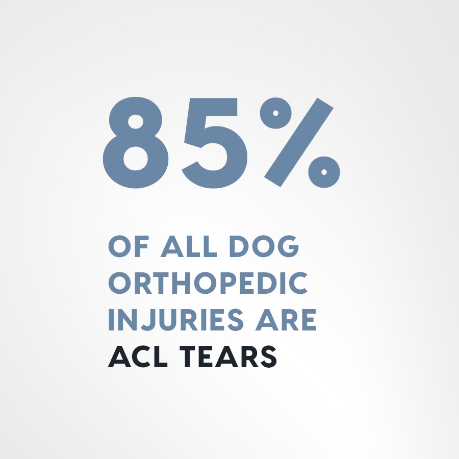 85% of all dog orthopedic injuries are ACL tears