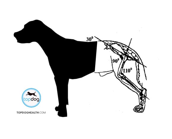 Diagram of a dog's hip and leg joints