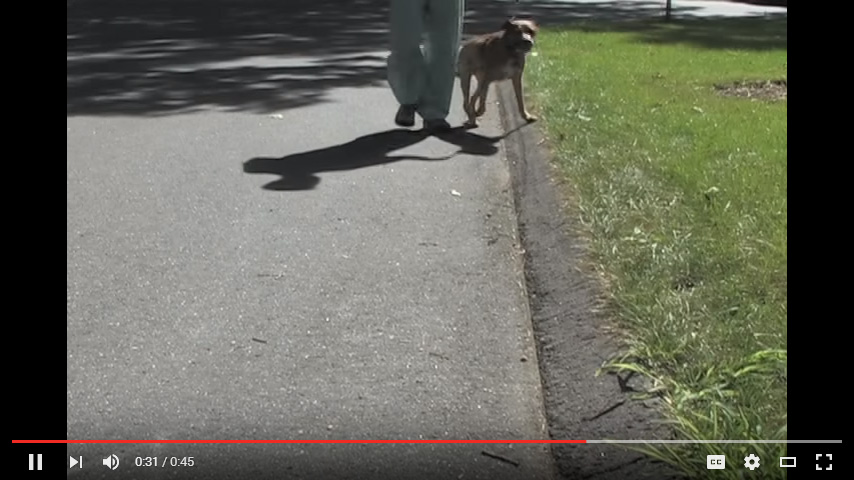 Video: Curb Walking
