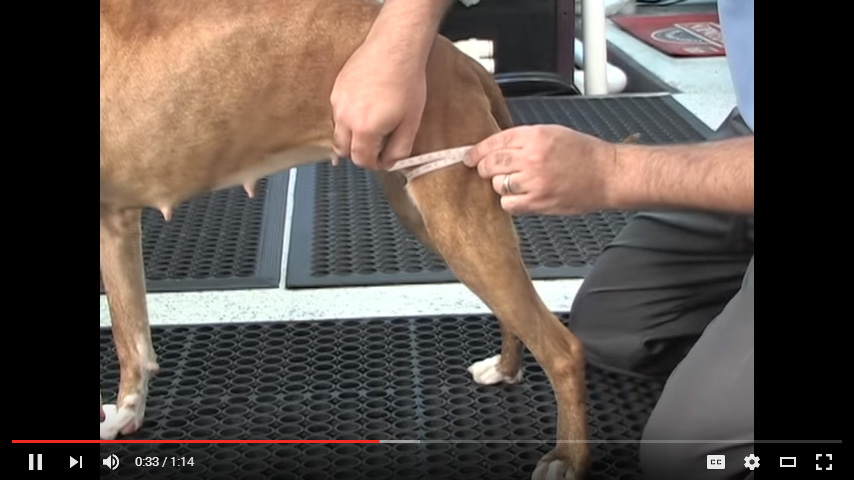 Video: Measuring Your Dog's Muscle