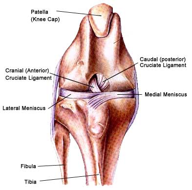 What Does A Clicking Sound In My Dog S Knee Mean Topdog Health