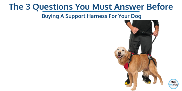 The 3 Questions You Must Answer Before Buying a Support Harness for Your Dog