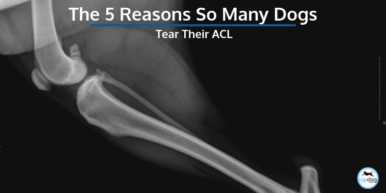 The 5 Reasons So Many Dogs Tear Their ACL