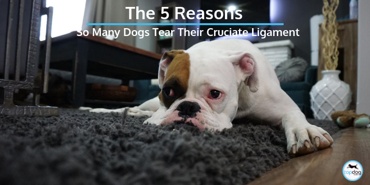 The 5 Reasons So Many Dogs Tear Their Cruciate Ligament