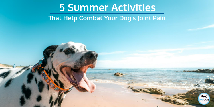 5 Summer Activities That Help Combat Your Dog’s Joint Pain
