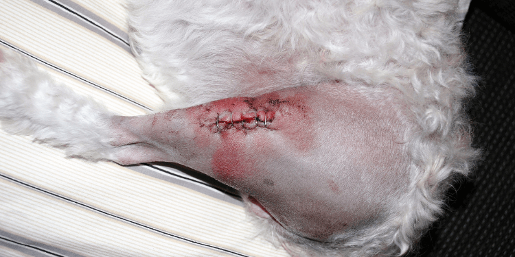 6 Tips To Help Your Dog'S Surgical Wound Heal Faster | Topdog Health