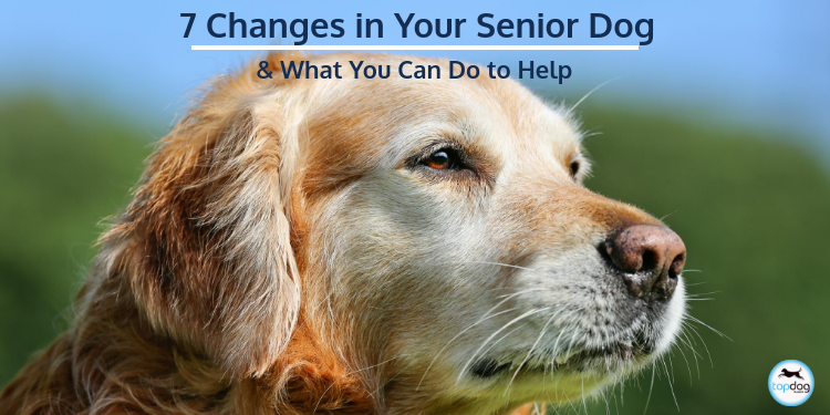7 Changes in Your Senior Dog and What You Can Do to Help