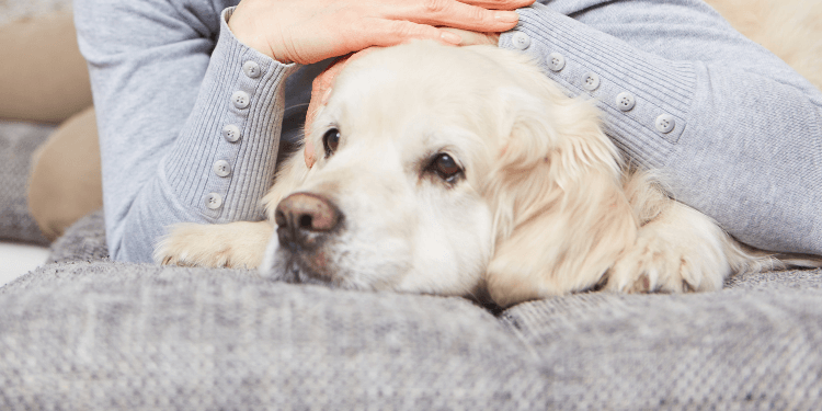 7 Changes in Your Senior Dog and What You Can Do to Help | TopDog Health