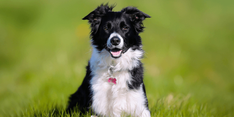 how to keep dog at healthy weight
