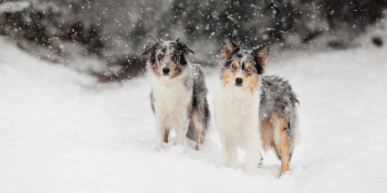 ways cold weather affects your dog feature image