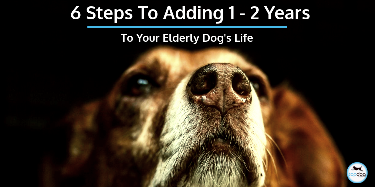 6 Steps to Add 1-2 Years to Your Elderly Dog’s Life