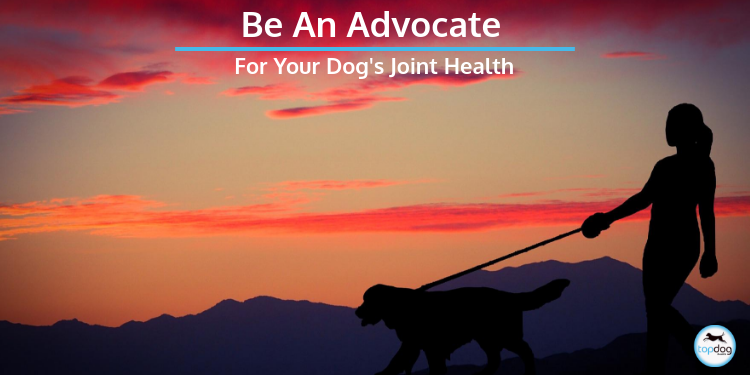 Be an Advocate for Your Dog’s Joints