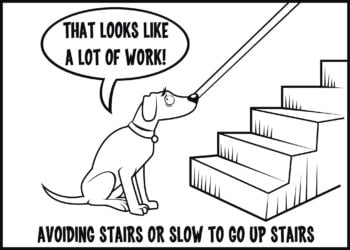 Avoiding stairs is a sign of arthritis in dogs