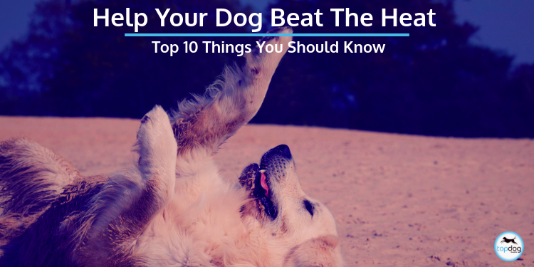 Help Your Dog Beat the Heat: Top 10 Things You Should Know