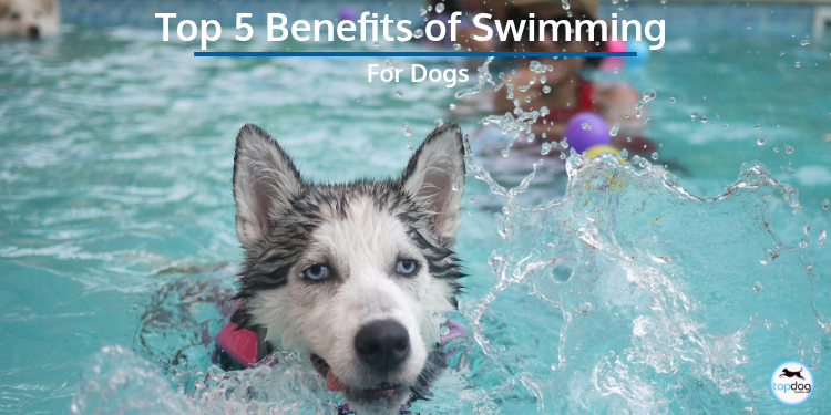 The Top 5 Benefits of Swimming for Dogs