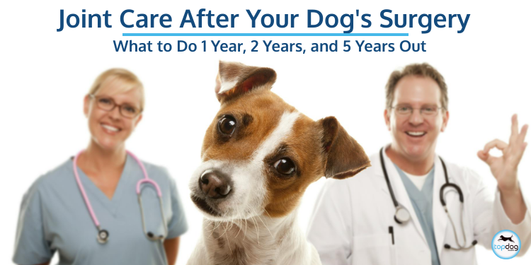 Joint Care After Your Dog’s Surgery: What to Do 1 Year, 2 Years, and 5 Years Out