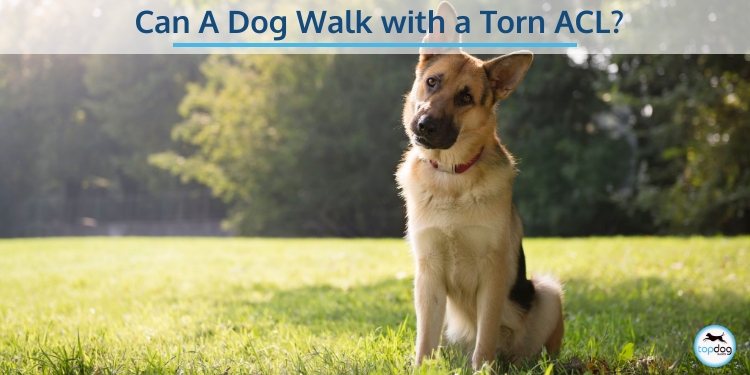 Can A Dog Walk With A Torn ACL