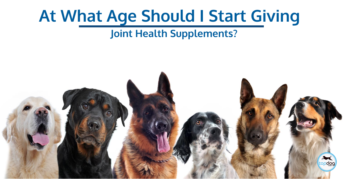 Best Joint Care Supplement for Dogs
