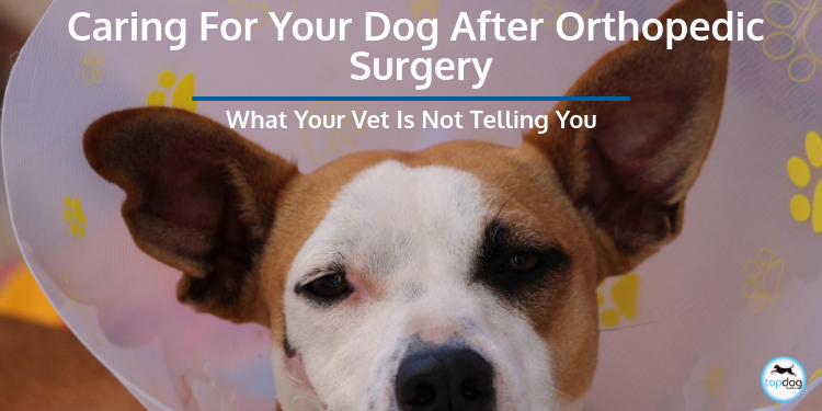 Caring for Your Dog After Orthopedic Surgery: What Your Vet’s Not Telling You