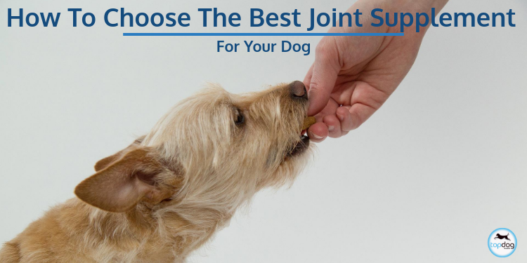 How to Choose the Best Joint Supplement for Your Dog