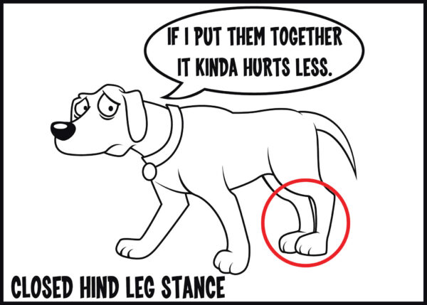 closed hind leg stance is a sign of arthritis in dogs