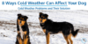 cold weather can affect dogs