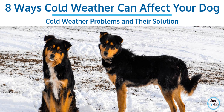 8 Ways Cold Weather Can Affect Your Dog: What to Watch For and How to Help