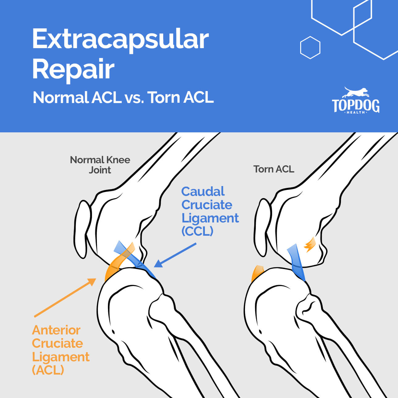 anterior-cruciate-ligament-in-dogs