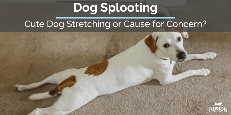 Dog Splooting: Cute Dog Stretching or Cause for Concern? | TopDog Health