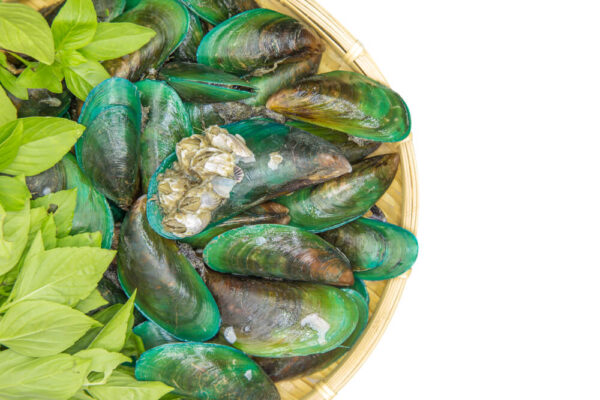 green lipped mussel great for arthritis in dogs