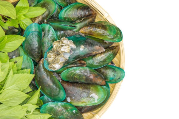 Dog Health Green Lipped Mussel vs. Fish Oil TopDog Health