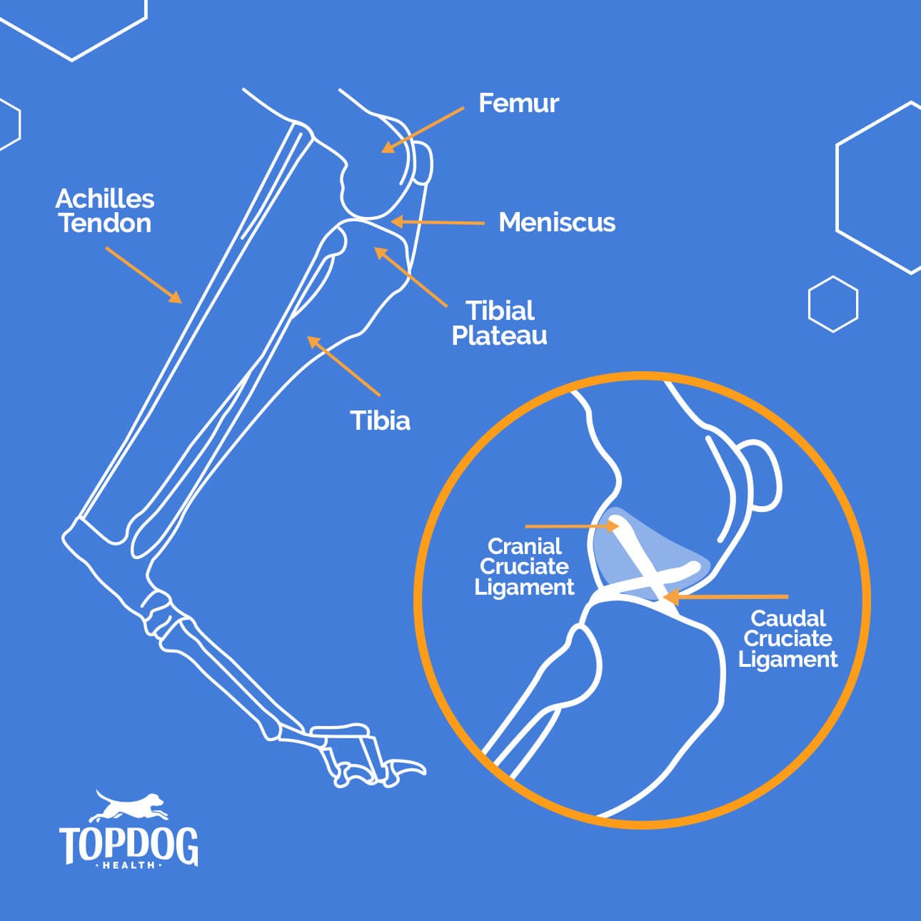 TightRope Surgery for Dogs TopDog Health