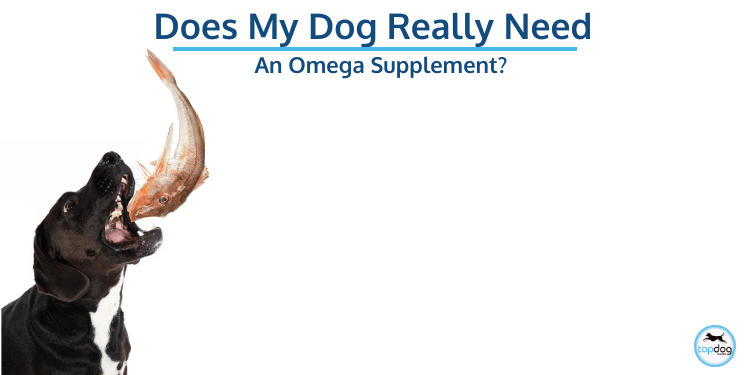Does My Dog Really Need an Omega Supplement?