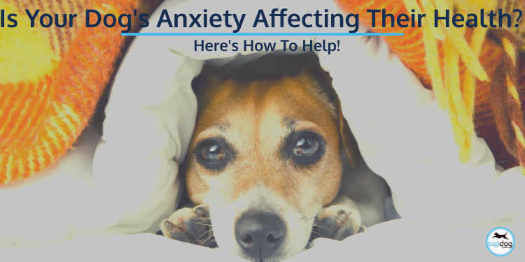 Is Your Dog’s Anxiety Affecting Their Health? Here’s How to Help