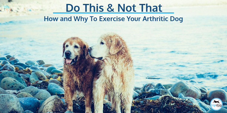 Do This, Not That: Why and How to Exercise Your Arthritic Dog