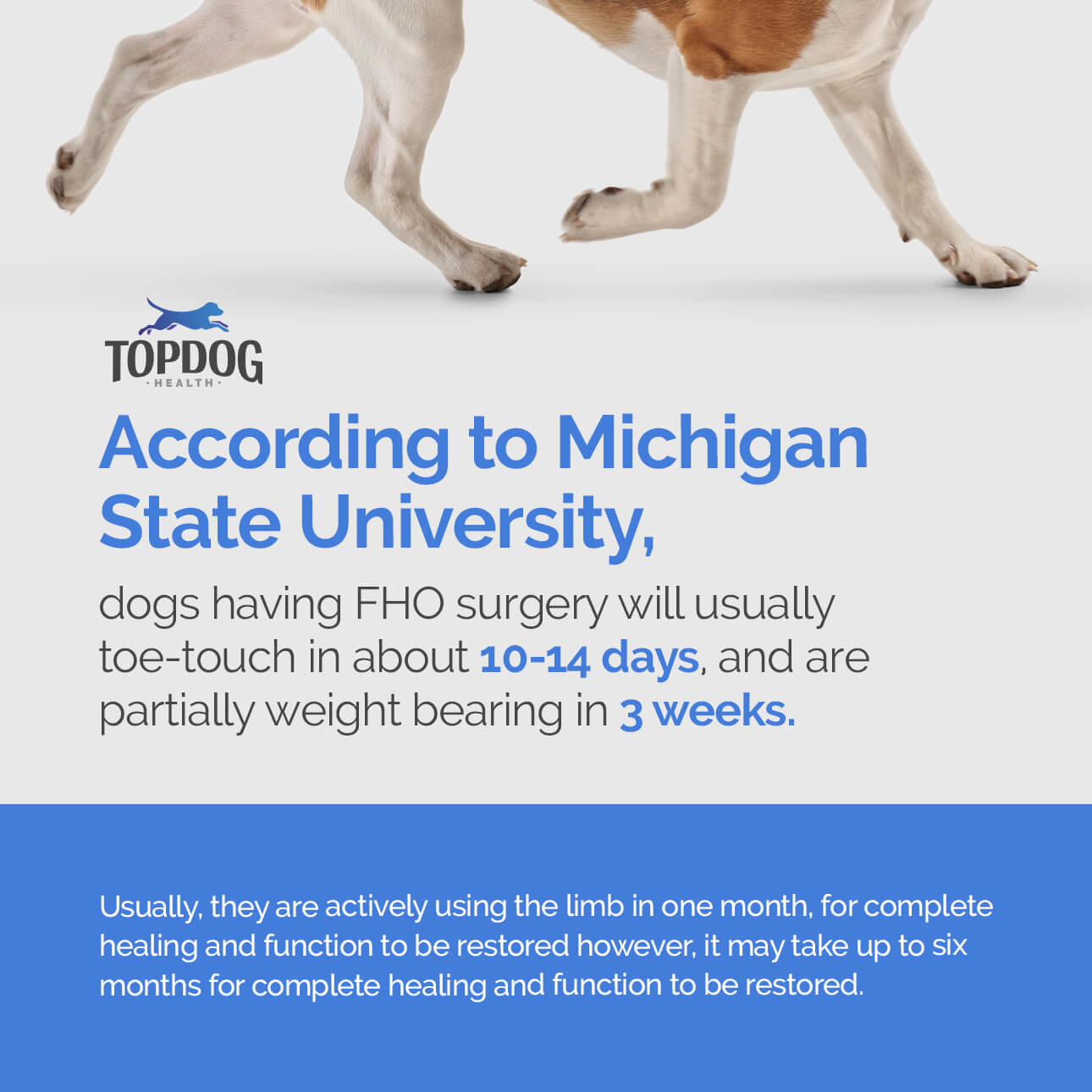 FHO Recovery: According to Michigan State University, dogs having FHO surgery will usually toe-touch in about 10-14 days.