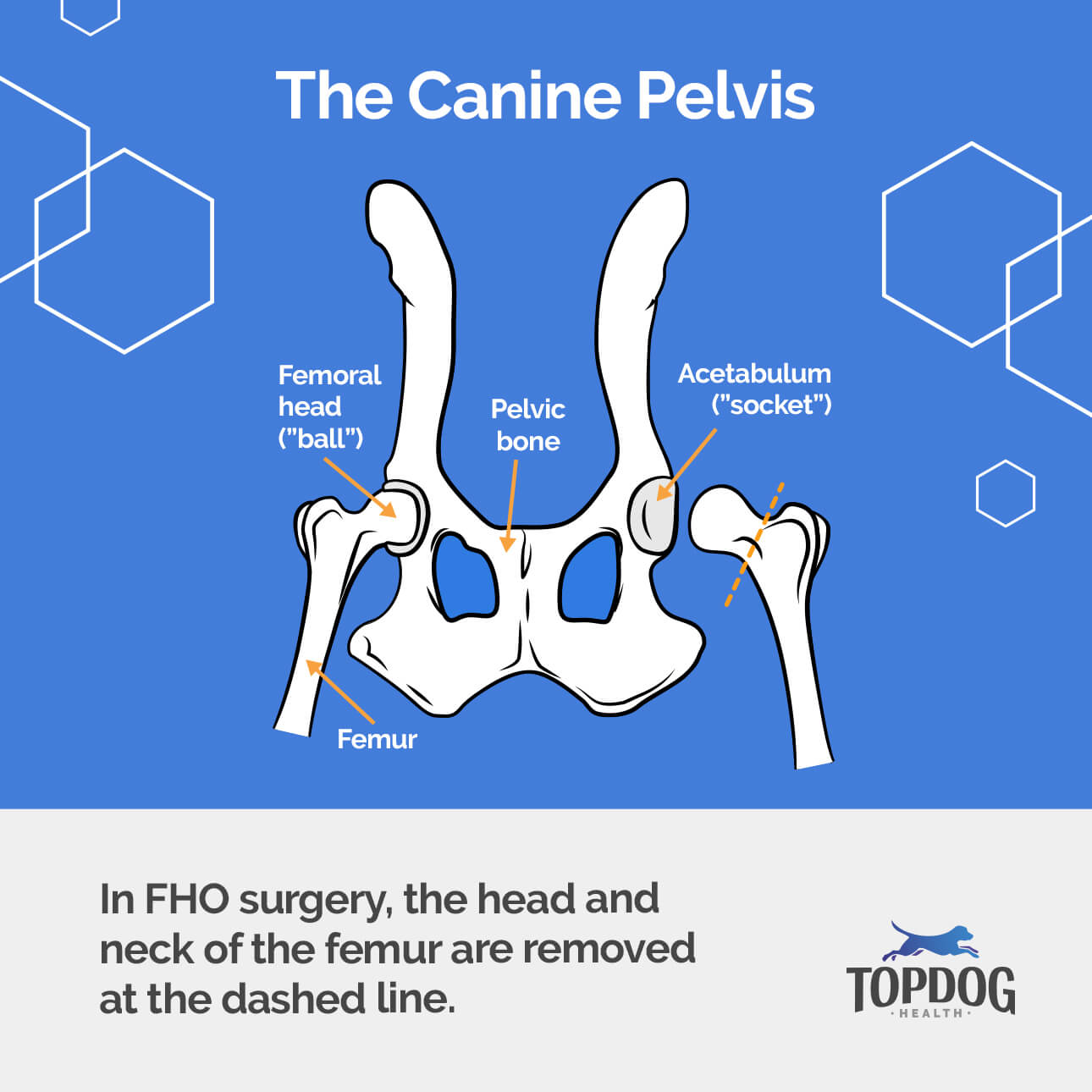 FHO Surgery Diagram of the canine pelvis: In FHO surgery, the head and neck of the femur are removed at the dashed line.