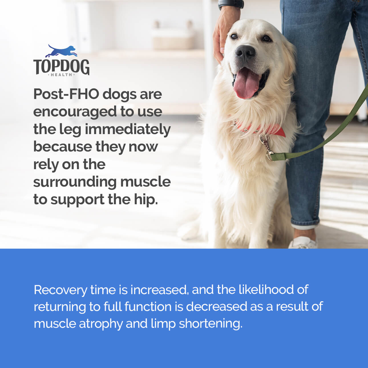 Unlike many other orthopedic surgeries, the dog should be encouraged to use the leg immediately post-op in a controlled manner.