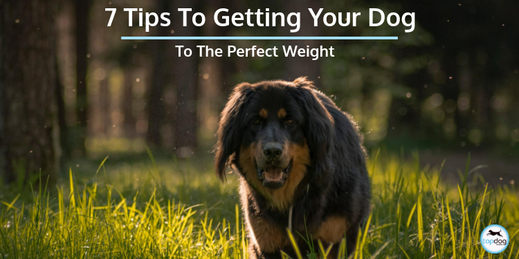 7 Tips to Getting Your Dog to a Perfect Weight