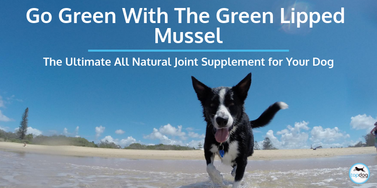 Go Green with the Green Lipped Mussel: The Ultimate All-Natural Joint Supplement for Your Dog