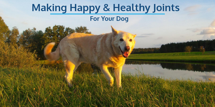 Making Happy and Healthy Joints for your Dogs. Everything from Exercise to Supplements and more!