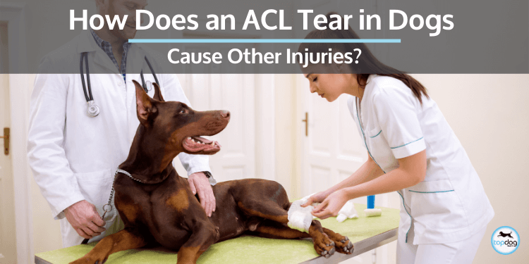 How Does an ACL Tear in Dogs Cause Other Injuries? AKA Compensation Injuries.