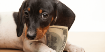 How much does TPLO surgery cost