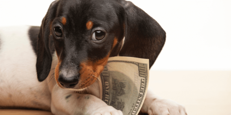 how much does it cost to show a dog