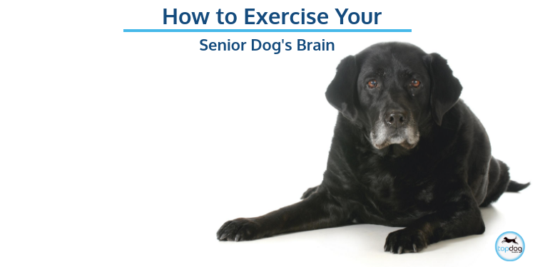 How to Exercise Your Senior Dog’s Brain